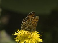 Melitaea parthenoides 4, Westelijke parelmoervlinder, male, Saxifraga-Jan van der Straaten