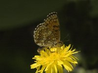 Melitaea parthenoides 8, Westelijke parelmoervlinder, male, Saxifraga-Jan van der Straaten