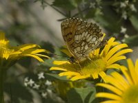 Melitaea parthenoides 9, Westelijke parelmoervlinder, male, Saxifraga-Jan van der Straaten