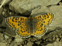 Melitaea trivia 3, Toortsparelmoervlinder, Vlinderstichting-Chris van Swaay  5.20 15:11