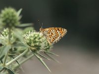 Melitaea trivia, ssp ignasiti 4, Toortsparelmoervlinder, Vlinderstichting-Kars Veling