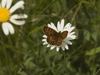 Melitaea varia 10, Alpenparelmoervlinder, Saxifraga-Jan van der Straaten