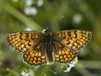 Melitaea varia 11, Alpenparelmoervlinder, Saxifraga-Jan van der Straaten