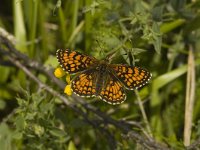 Melitaea varia 3, Alpenparelmoervlinder, female, Saxifraga-Jan van der Straaten