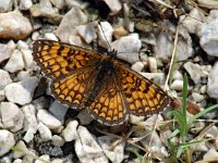 Melitaea varia 5, Alpenparelmoervlinder, female, Saxifraga-Jan van der Straaten