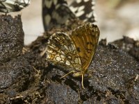 Melitaea varia 8, Alpenparelmoervlinder, male, Saxifraga-Marijke Verhagen