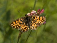 Melitaea varia 9, Alpenparelmoervlinder, male, Saxifraga-Jan van der Straaten