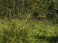 Minois dryas 2, Blauwoogvlinder, habitat, F, Isere, Miribel-Lanchatre, Saxifraga-Marijke Verhagen