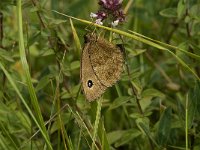 Minois dryas 10, Blauwoogvlinder, female, Saxifraga-Jan van der Straaten