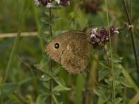 Minois dryas 11, Blauwoogvlinder, female, Saxifraga-Jan van der Straaten