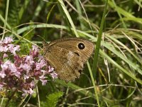 Minois dryas 12, Blauwoogvlinder, female, Saxifraga-Jan van der Straaten