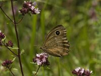 Minois dryas 13, Blauwoogvlinder, female, Saxifraga-Jan van der Straaten