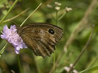 Minois dryas 14, Blauwoogvlinder, female, Saxifraga-Jan van der Straaten