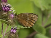 Minois dryas 15, Blauwoogvlinder, female, Saxifraga-Jan van der Straaten