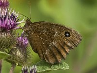 Minois dryas 16, Blauwoogvlinder, female, Saxifraga-Jan van der Straaten