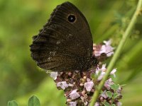 Minois dryas 3, Blauwoogvlinder, male, Saxifraga-Jan van der Straaten