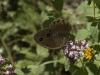 Minois dryas 4, Blauwoogvlinder, male, Saxifraga-Jan van der Straaten