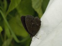 Minois dryas 5, Blauwoogvlinder, male, Saxifraga-Marijke Verhagen