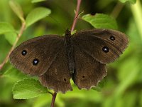 Minois dryas 6, Blauwoogvlinder, male, Saxifraga-Jan van der Straaten