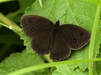 Minois dryas 7, Blauwoogvlinder, male, Saxifraga-Jan van der Straaten