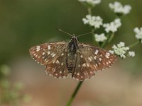 Muschampia tessellum 3, Groot brandkruiddikkopje, Vlinderstichting-Albert Vliegenthart