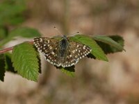 Muschampia tessellum 4, Groot brandkruiddikkopje, Vlinderstichting-Albert Vliegenthart