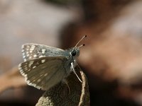 Muschampia tessellum 5, Groot brandkruiddikkopje, Saxifraga-Kars Veling