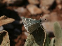 Muschampia tessellum nomas 6, Groot brandkruiddikkopje, Saxifraga-Kars Veling