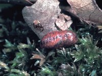 Neozephyrus quercus 10, Eikenpage, pupa, Saxifraga-Frits Bink