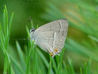 Neozephyrus quercus 12, Eikenpage, Vlinderstichting-Henk Bosma