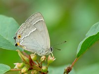 Neozephyrus quercus 13, Eikenpage, Vlinderstichting-Henk Bosma