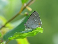 Neozephyrus quercus 14, Eikenpage, Vlinderstichting-Henk Bosma