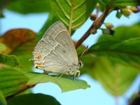 Neozephyrus quercus 15, Eikenpage, Vlinderstichting-Henk Bosma