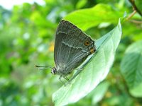 Neozephyrus quercus 16, Eikenpage, Vlinderstichting-Henk Bosma