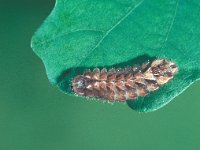 Neozephyrus quercus 2, Eikenpage, Saxifraga-Frits Bink