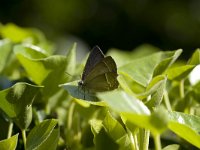 Neozephyrus quercus 20, Eikenpage, Vlinderstichting-Henk Bosma