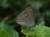 Neozephyrus quercus 23, Eikenpage, Saxifraga-Hans Dekker