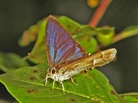 Neozephyrus quercus 27, Eikenpage, Vlinderstichting-Ab H Baas