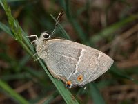 Neozephyrus quercus 29, Eikenpage, Saxifraga-Ab H Baas