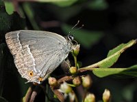 Neozephyrus quercus 31, Eikenpage, Saxifraga-Hans Dekker