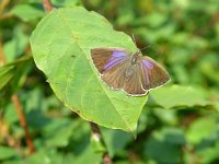 Neozephyrus quercus 4, Eikenpage, female, Vlinderstichting-Henk Bosma