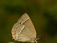 Neozephyrus quercus 7, Eikenpage, male, Saxifraga-Hans Dekker