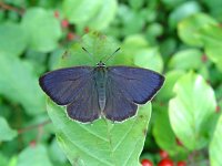 Neozephyrus quercus 8, Eikenpage, male, Vlinderstichting-Henk Bosma