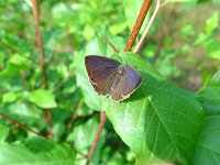 Neozephyrus quercus 9, Eikenpage, male, Vlinderstichting-Henk Bosma