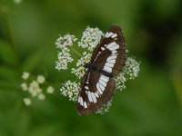 Neptis rivularis 2, Spireazwever, Saxifraga-Arthur van Dijk