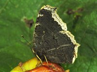 Nymphalis antiopa 3, Rouwmantel, Vlinderstichting-Ab H Baas