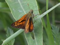 Ochlodes sylvanus 103, Groot dikkopje, Saxifraga-Peter Meininger