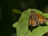 Ochlodes sylvanus 105, Groot dikkopje, Saxifraga-Marijke Verhagen