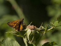 Ochlodes sylvanus 106, Groot dikkopje, Saxifraga-Marijke Verhagen