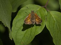 Ochlodes sylvanus 108, Groot dikkopje, Saxifraga-Marijke Verhagen